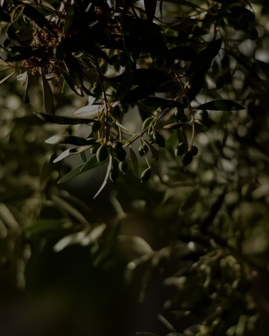 Aceite de oliva virgen extra arbequina premium Scandalusia - 500 ml